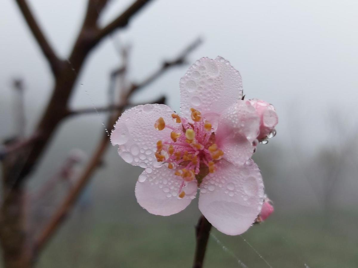 Moc Chau Peachy Garden Leilighet Eksteriør bilde