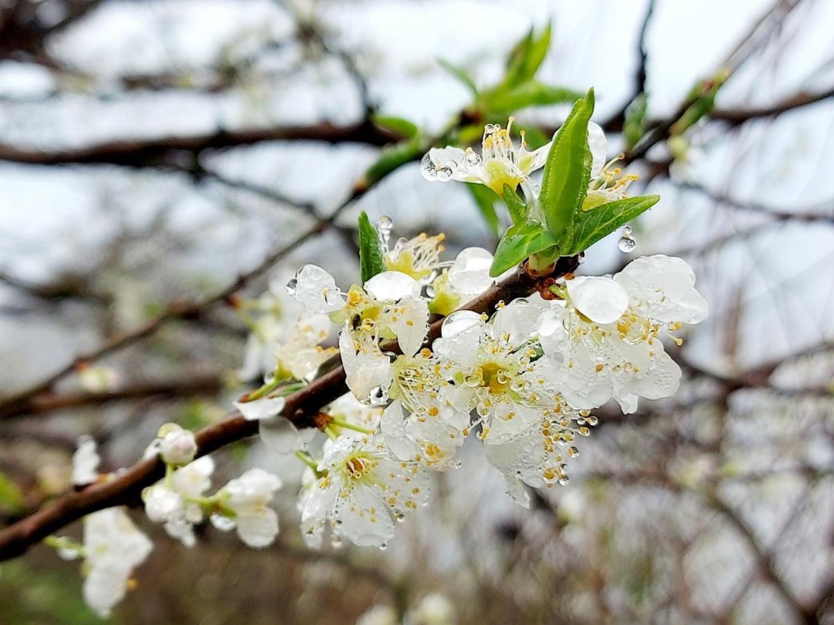 Moc Chau Peachy Garden Leilighet Eksteriør bilde