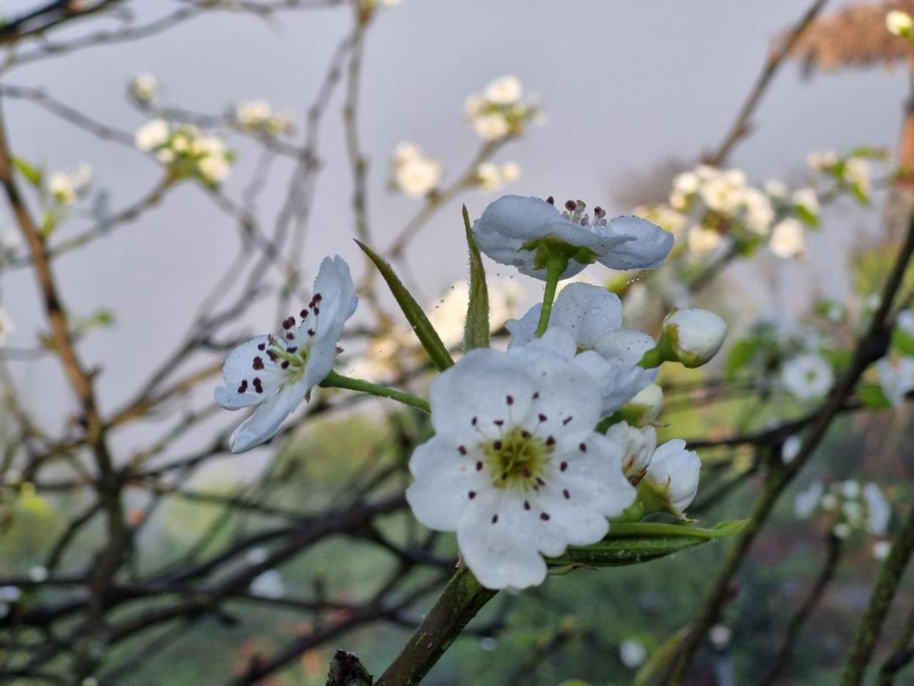 Moc Chau Peachy Garden Leilighet Eksteriør bilde