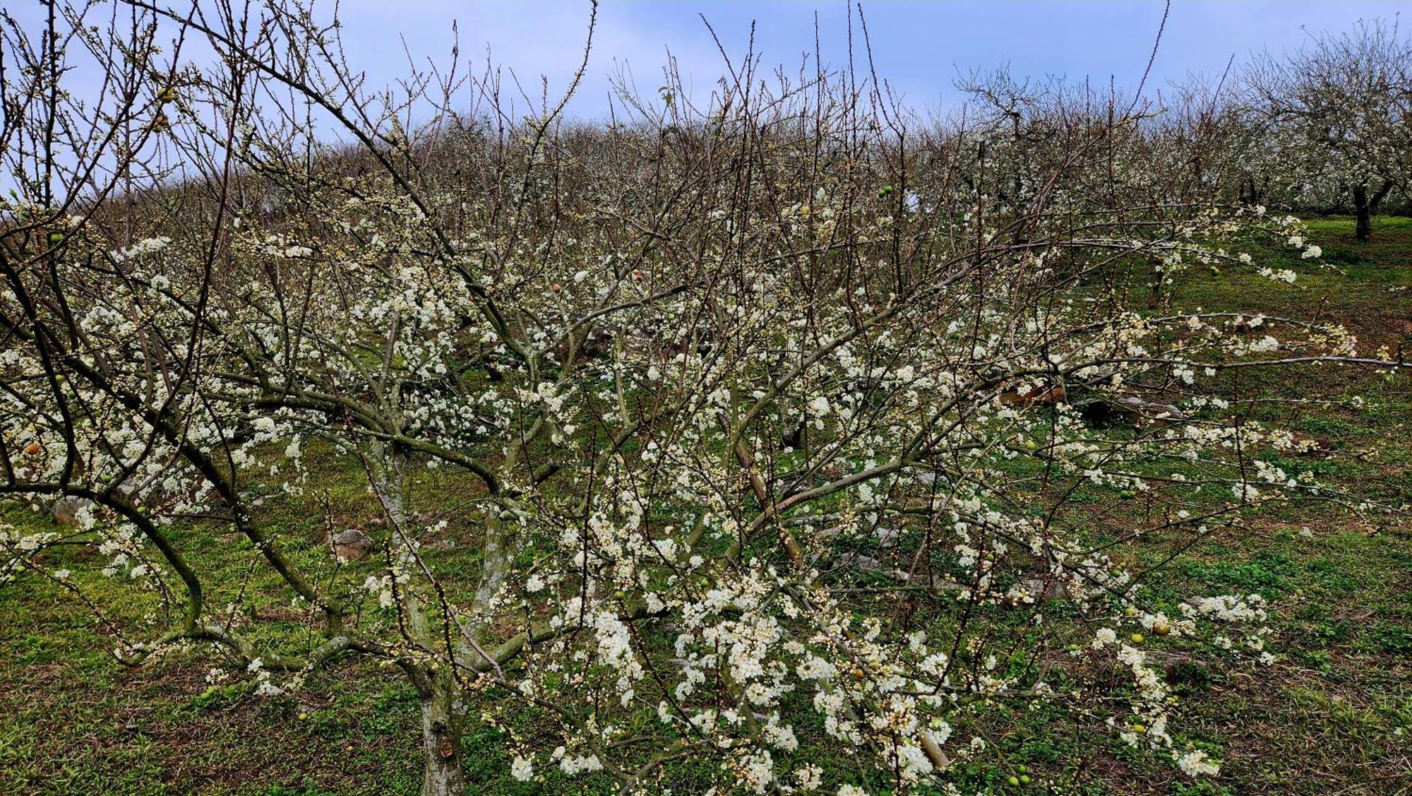 Moc Chau Peachy Garden Leilighet Rom bilde